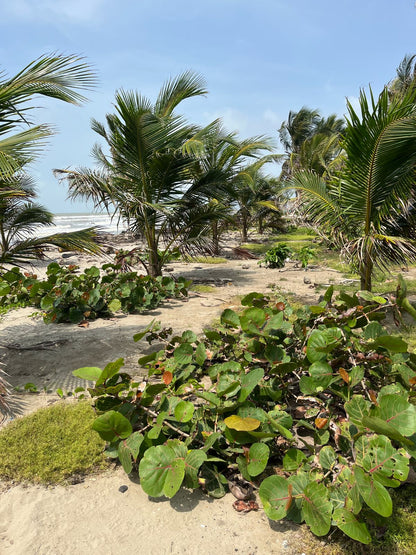🌊 Lotes en Venta Junto al Mar en Urabá | Proyecto Ecoturístico Uberos 🌴